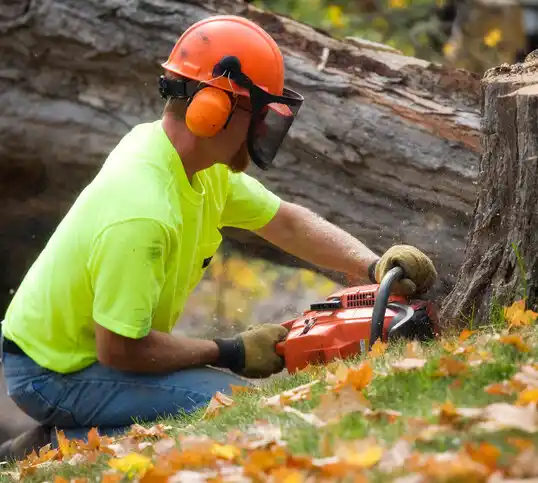 tree services Dakota City